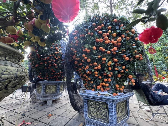 Đ&atilde; mắt với cặp bưởi diễn gần 400 tr&aacute;i - Ảnh 5.