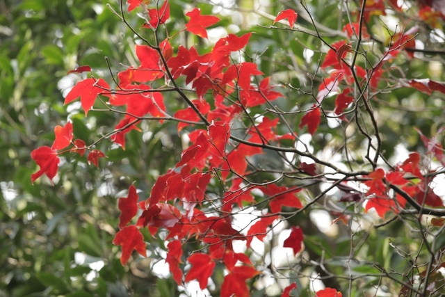 Du xu&acirc;n tr&ecirc;n "n&oacute;c nh&agrave; Quảng Trị" giữa m&acirc;y Trường Sơn - Ảnh 5.