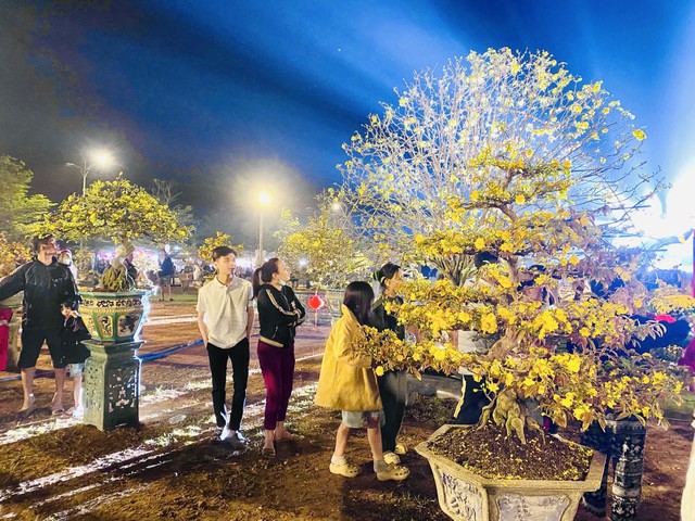 &ldquo;Thủ phủ&rdquo; mai v&agrave;ng miền Trung rực rỡ m&ugrave;a lễ hội, nhiều tuyệt t&aacute;c bạc tỉ hội tụ - Ảnh 5.