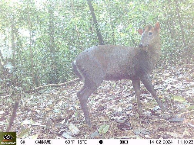 B&iacute; ẩn l&ograve;ai kỳ l&acirc;n Ch&acirc;u &Aacute; v&agrave; h&agrave;nh tr&igrave;nh t&igrave;m kiếm sao la - Ảnh 12.