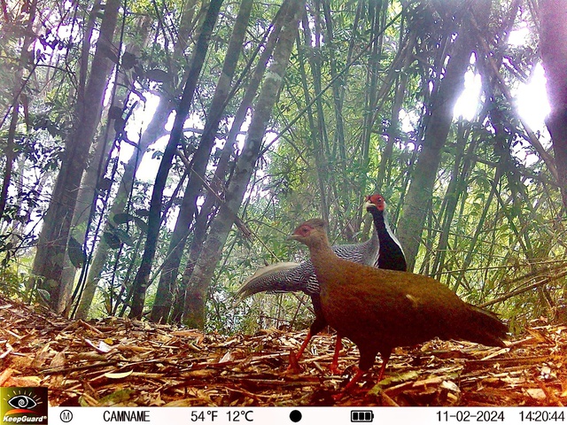 B&iacute; ẩn l&ograve;ai kỳ l&acirc;n Ch&acirc;u &Aacute; v&agrave; h&agrave;nh tr&igrave;nh t&igrave;m kiếm sao la - Ảnh 11.