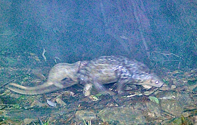 B&iacute; ẩn l&ograve;ai kỳ l&acirc;n Ch&acirc;u &Aacute; v&agrave; h&agrave;nh tr&igrave;nh t&igrave;m kiếm sao la - Ảnh 10.