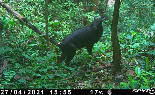 B&iacute; ẩn l&ograve;ai kỳ l&acirc;n Ch&acirc;u &Aacute; v&agrave; h&agrave;nh tr&igrave;nh t&igrave;m kiếm sao la - Ảnh 9.