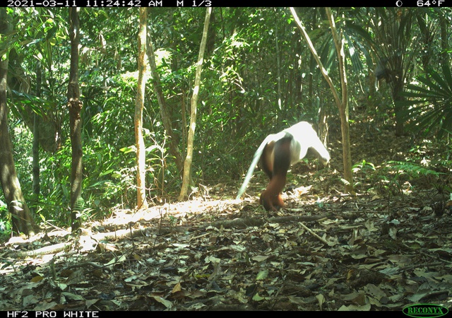 B&iacute; ẩn l&ograve;ai kỳ l&acirc;n Ch&acirc;u &Aacute; v&agrave; h&agrave;nh tr&igrave;nh t&igrave;m kiếm sao la - Ảnh 7.