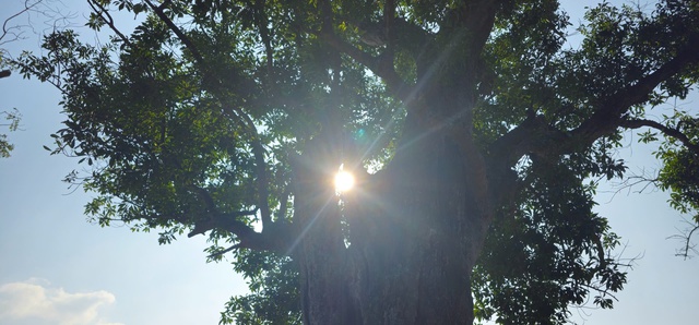 Chi&ecirc;m ngưỡng hai c&acirc;y cổ thụ hơn 300 năm tuổi ở Khu di t&iacute;ch Nguyễn Du - Ảnh 10.