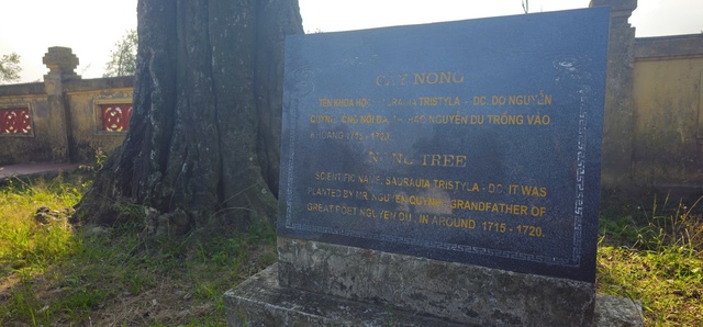 Chi&ecirc;m ngưỡng hai c&acirc;y cổ thụ hơn 300 năm tuổi ở Khu di t&iacute;ch Nguyễn Du - Ảnh 9.