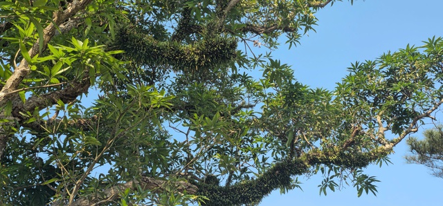 Chi&ecirc;m ngưỡng hai c&acirc;y cổ thụ hơn 300 năm tuổi ở Khu di t&iacute;ch Nguyễn Du - Ảnh 15.