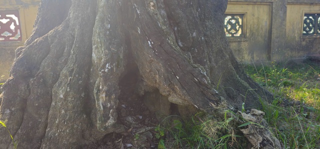 Chi&ecirc;m ngưỡng hai c&acirc;y cổ thụ hơn 300 năm tuổi ở Khu di t&iacute;ch Nguyễn Du - Ảnh 12.