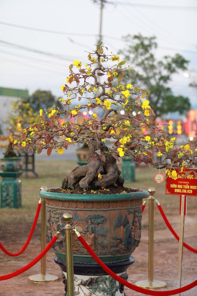 &ldquo;Thủ phủ&rdquo; mai v&agrave;ng miền Trung rực rỡ m&ugrave;a lễ hội, nhiều tuyệt t&aacute;c bạc tỉ hội tụ - Ảnh 6.