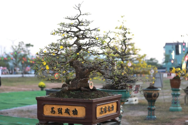 &ldquo;Thủ phủ&rdquo; mai v&agrave;ng miền Trung rực rỡ m&ugrave;a lễ hội, nhiều tuyệt t&aacute;c bạc tỉ hội tụ - Ảnh 7.