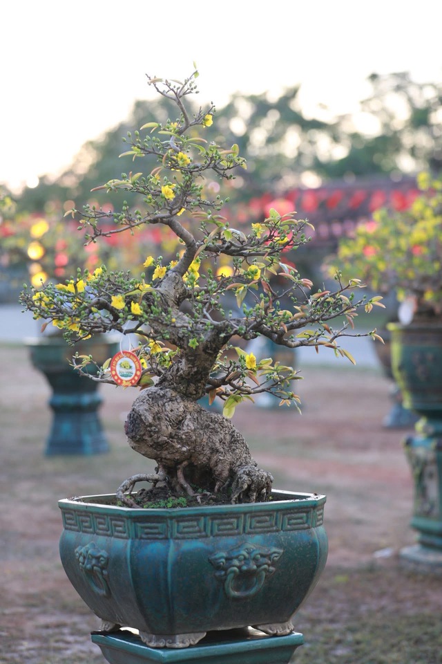 &ldquo;Thủ phủ&rdquo; mai v&agrave;ng miền Trung rực rỡ m&ugrave;a lễ hội, nhiều tuyệt t&aacute;c bạc tỉ hội tụ - Ảnh 8.