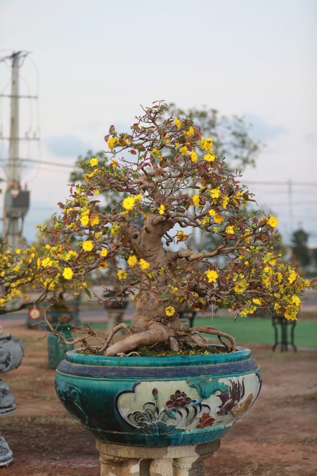 &ldquo;Thủ phủ&rdquo; mai v&agrave;ng miền Trung rực rỡ m&ugrave;a lễ hội, nhiều tuyệt t&aacute;c bạc tỉ hội tụ - Ảnh 9.