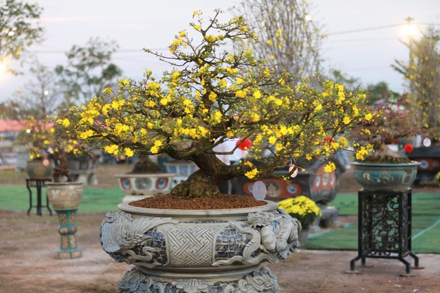 &ldquo;Thủ phủ&rdquo; mai v&agrave;ng miền Trung rực rỡ m&ugrave;a lễ hội, nhiều tuyệt t&aacute;c bạc tỉ hội tụ - Ảnh 11.