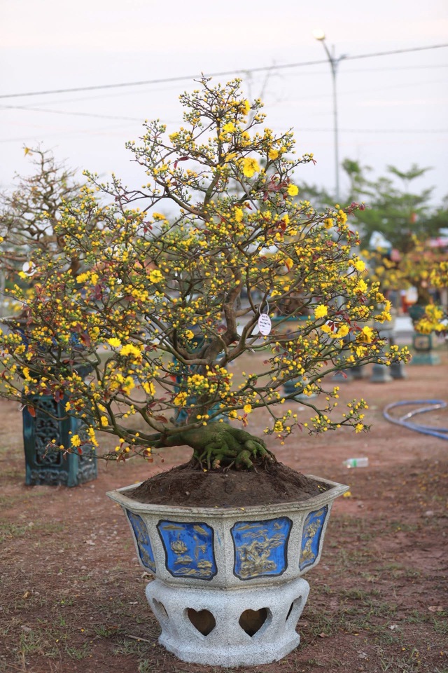 &ldquo;Thủ phủ&rdquo; mai v&agrave;ng miền Trung rực rỡ m&ugrave;a lễ hội, nhiều tuyệt t&aacute;c bạc tỉ hội tụ - Ảnh 12.