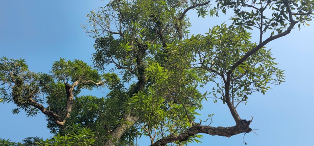 Chi&ecirc;m ngưỡng hai c&acirc;y cổ thụ hơn 300 năm tuổi ở Khu di t&iacute;ch Nguyễn Du - Ảnh 4.