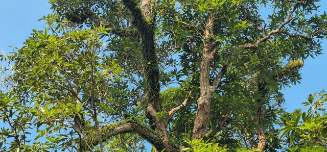 Chi&ecirc;m ngưỡng hai c&acirc;y cổ thụ hơn 300 năm tuổi ở Khu di t&iacute;ch Nguyễn Du - Ảnh 5.