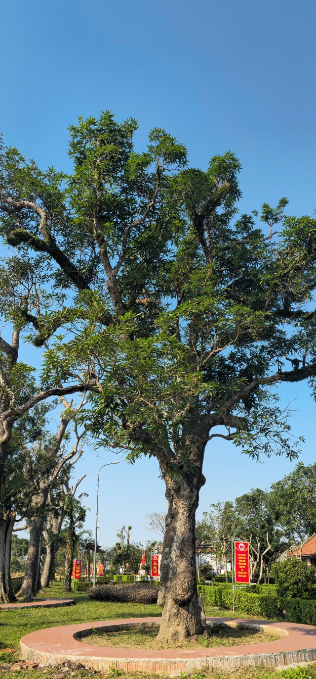 Chi&ecirc;m ngưỡng hai c&acirc;y cổ thụ hơn 300 năm tuổi ở Khu di t&iacute;ch Nguyễn Du - Ảnh 3.