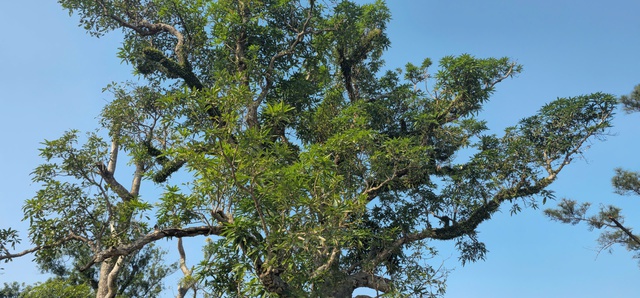 Chi&ecirc;m ngưỡng hai c&acirc;y cổ thụ hơn 300 năm tuổi ở Khu di t&iacute;ch Nguyễn Du - Ảnh 8.