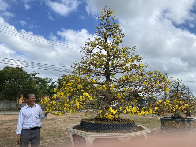 &ldquo;Thủ phủ&rdquo; mai v&agrave;ng miền Trung rực rỡ m&ugrave;a lễ hội, nhiều tuyệt t&aacute;c bạc tỉ hội tụ - Ảnh 17.