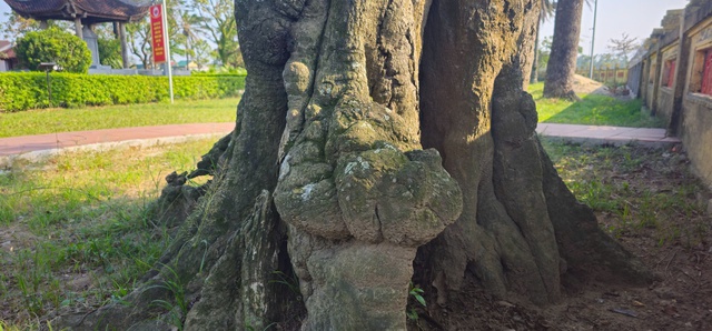 Chi&ecirc;m ngưỡng hai c&acirc;y cổ thụ hơn 300 năm tuổi ở Khu di t&iacute;ch Nguyễn Du - Ảnh 14.