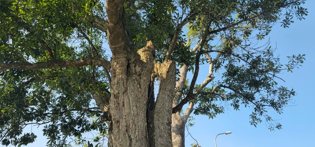 Chi&ecirc;m ngưỡng hai c&acirc;y cổ thụ hơn 300 năm tuổi ở Khu di t&iacute;ch Nguyễn Du - Ảnh 13.