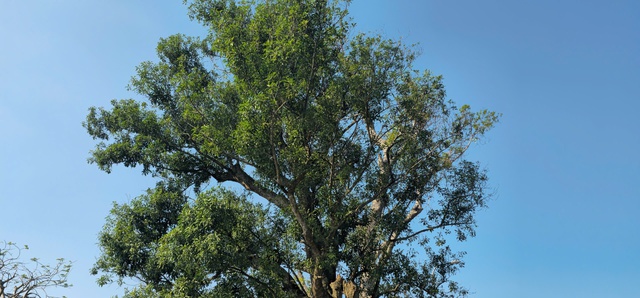 Chi&ecirc;m ngưỡng hai c&acirc;y cổ thụ hơn 300 năm tuổi ở Khu di t&iacute;ch Nguyễn Du - Ảnh 11.