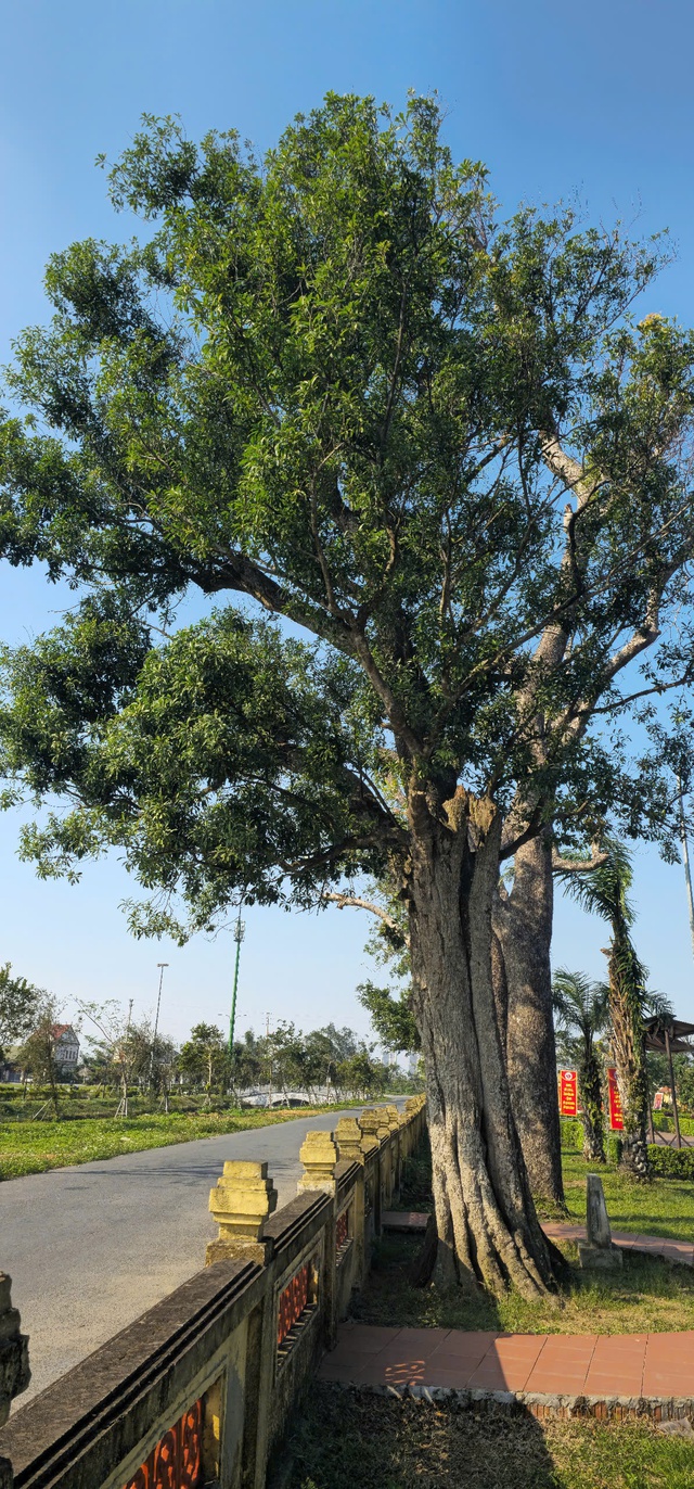 Chi&ecirc;m ngưỡng hai c&acirc;y cổ thụ hơn 300 năm tuổi ở Khu di t&iacute;ch Nguyễn Du - Ảnh 2.