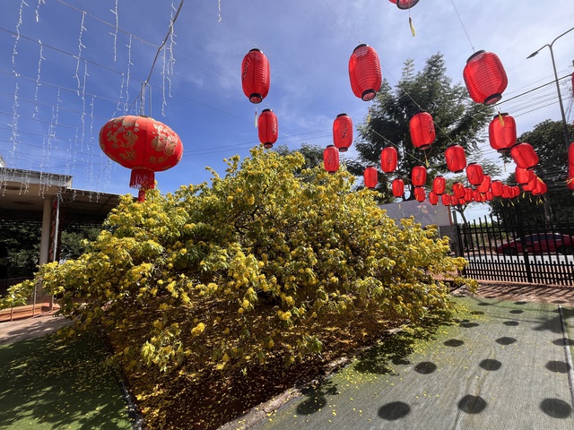 C&acirc;y mai v&agrave;ng khổng lồ tại Đồng Nai nở rực rỡ ng&agrave;y Tết 2026 - Ảnh 7.