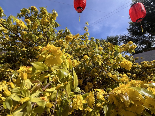 C&acirc;y mai v&agrave;ng khổng lồ tại Đồng Nai nở rực rỡ ng&agrave;y Tết 2026 - Ảnh 8.