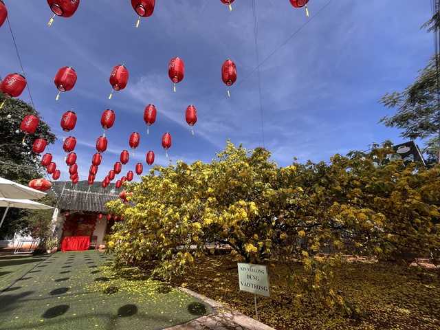 C&acirc;y mai v&agrave;ng khổng lồ tại Đồng Nai nở rực rỡ ng&agrave;y Tết 2026 - Ảnh 9.