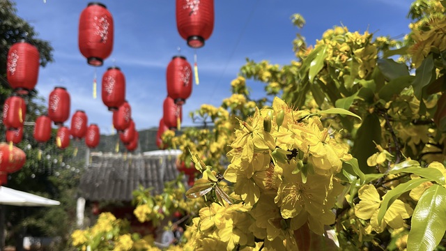 C&acirc;y mai v&agrave;ng khổng lồ tại Đồng Nai nở rực rỡ ng&agrave;y Tết 2026 - Ảnh 10.