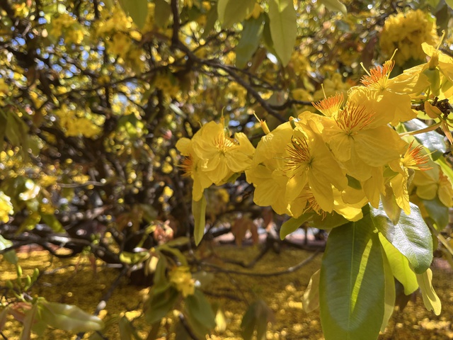 C&acirc;y mai v&agrave;ng khổng lồ tại Đồng Nai nở rực rỡ ng&agrave;y Tết 2026 - Ảnh 12.