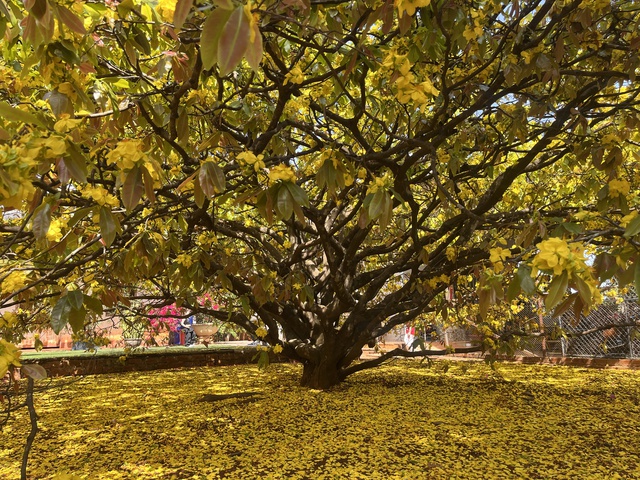 C&acirc;y mai v&agrave;ng khổng lồ tại Đồng Nai nở rực rỡ ng&agrave;y Tết 2026 - Ảnh 3.