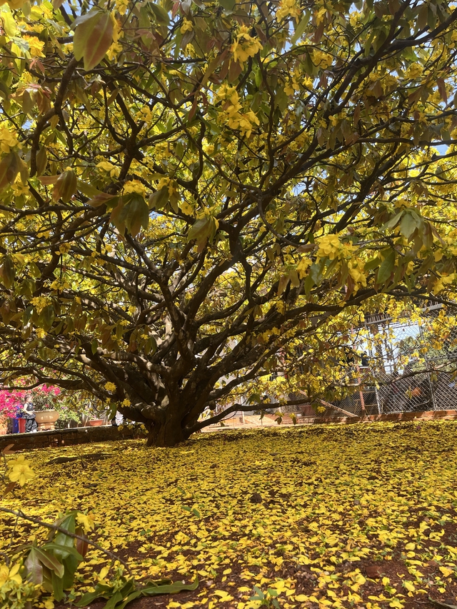 C&acirc;y mai v&agrave;ng khổng lồ tại Đồng Nai nở rực rỡ ng&agrave;y Tết 2026 - Ảnh 4.