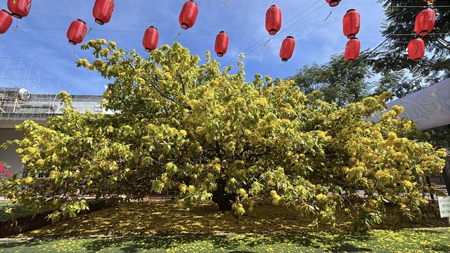 C&acirc;y mai v&agrave;ng khổng lồ tại Đồng Nai nở rực rỡ ng&agrave;y Tết 2026 - Ảnh 13.