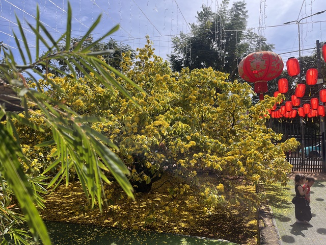 C&acirc;y mai v&agrave;ng khổng lồ tại Đồng Nai nở rực rỡ ng&agrave;y Tết 2026 - Ảnh 14.