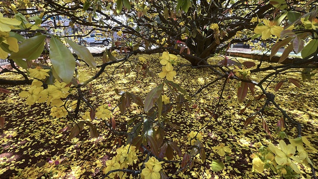 C&acirc;y mai v&agrave;ng khổng lồ tại Đồng Nai nở rực rỡ ng&agrave;y Tết 2026 - Ảnh 15.