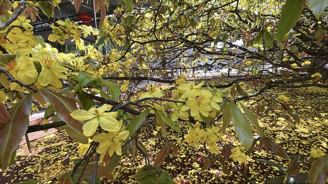 C&acirc;y mai v&agrave;ng khổng lồ tại Đồng Nai nở rực rỡ ng&agrave;y Tết 2026 - Ảnh 17.