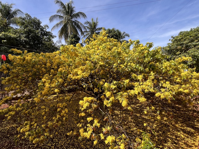 C&acirc;y mai v&agrave;ng khổng lồ tại Đồng Nai nở rực rỡ ng&agrave;y Tết 2026 - Ảnh 16.
