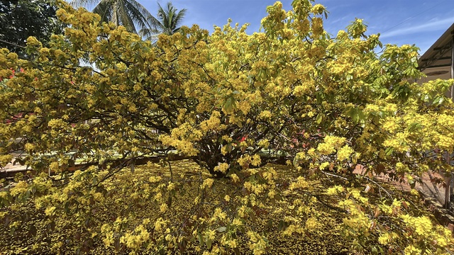 C&acirc;y mai v&agrave;ng khổng lồ tại Đồng Nai nở rực rỡ ng&agrave;y Tết 2026 - Ảnh 1.