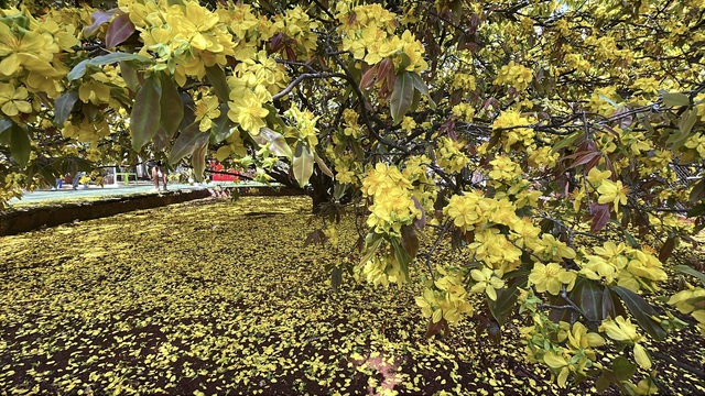 C&acirc;y mai v&agrave;ng khổng lồ tại Đồng Nai nở rực rỡ ng&agrave;y Tết 2026 - Ảnh 19.