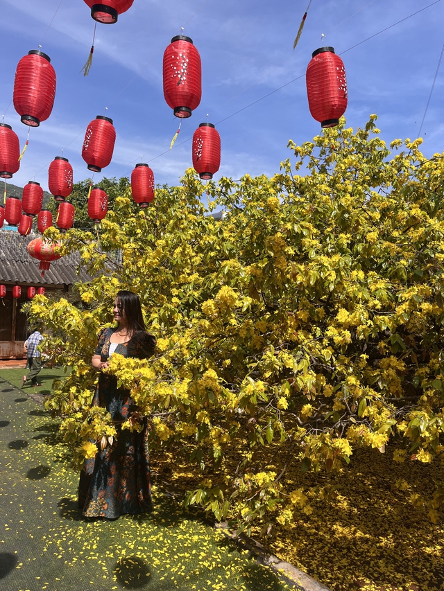 C&acirc;y mai v&agrave;ng khổng lồ tại Đồng Nai nở rực rỡ ng&agrave;y Tết 2026 - Ảnh 5.