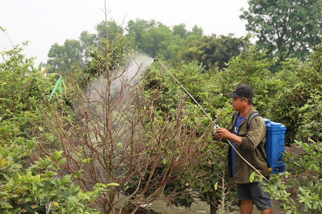 Một địa phương tại TPHCM &ldquo;l&ecirc;n s&oacute;ng&rdquo; b&aacute;n mai v&agrave;ng hỗ trợ n&ocirc;ng d&acirc;n - Ảnh 7.