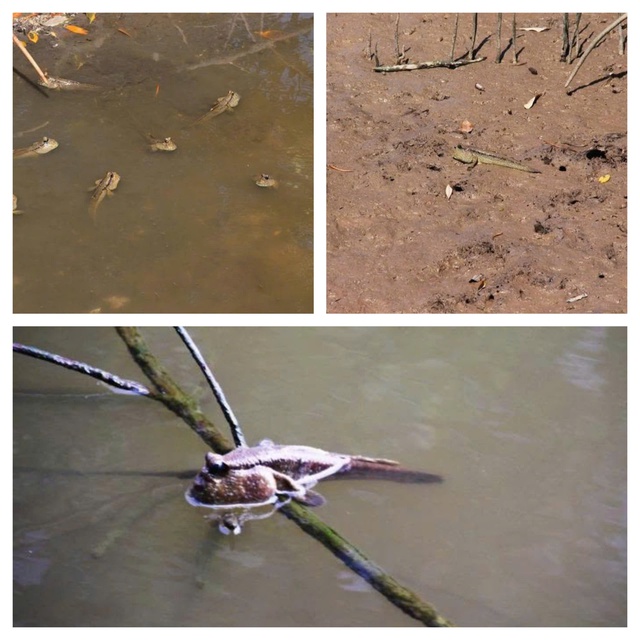 Kh&ocirc; c&aacute; th&ograve;i l&ograve;i C&agrave; Mau tăng gi&aacute; cận Tết 2026 , 600 . 000 Đồng / kg vẫn ch&aacute;y h&agrave;ng - Ảnh 2.