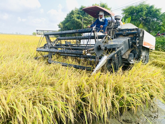 Giá lúa gạo giảm, không để xảy ra cảnh thương lái ép giá nông dân