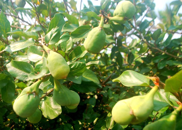 Uống tr&agrave; tr&acirc;u cổ l&agrave;m &ldquo;khổ&rdquo; qu&yacute; &ocirc;ng - Ảnh 2.