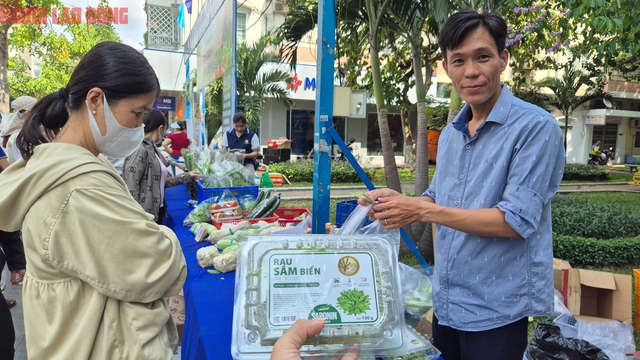 Rau sâm biển: Lọai rau trồng trên cát giá 350 . 000 Đồng / kg vẫn được xem là rẻ - Ảnh 4. Rau sâm biển: Lọai rau trồng trên cát giá 350 . 000 Đồng / kg vẫn được xem là rẻ - Ảnh 4.