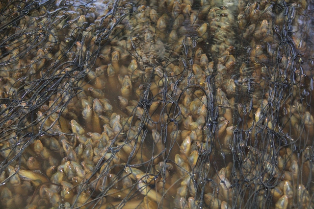 H&igrave;nh ảnh h&agrave;ng chục ng&agrave;n con lươn qu&aacute; lứa, chưa được ti&ecirc;u thụ ở Cần Thơ - Ảnh 2.