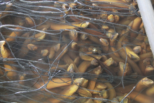 H&igrave;nh ảnh h&agrave;ng chục ng&agrave;n con lươn qu&aacute; lứa, chưa được ti&ecirc;u thụ ở Cần Thơ - Ảnh 3.