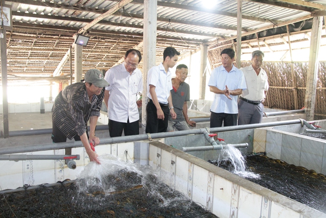 H&igrave;nh ảnh h&agrave;ng chục ng&agrave;n con lươn qu&aacute; lứa, chưa được ti&ecirc;u thụ ở Cần Thơ - Ảnh 1.